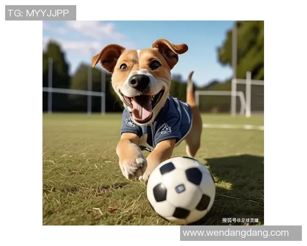 足球明星的爱犬背后故事揭秘 他们的宠物生活与球场精彩瞬间
